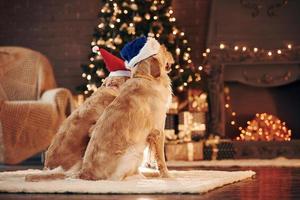 vista de trás. dois lindos golden retrievers juntos em casa. comemorando o ano novo foto