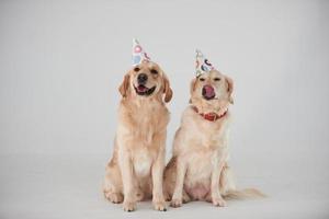 chapéus de festa na cabeça. dois golden retrievers juntos no estúdio contra fundo branco foto