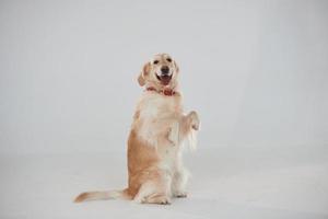 em pé sobre duas pernas. golden retriever está no estúdio contra fundo branco foto