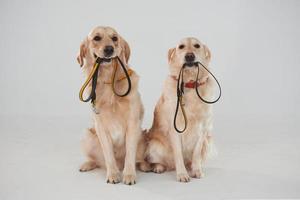 segura a coleira na boca. dois golden retrievers juntos no estúdio contra fundo branco foto