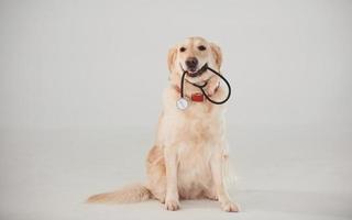 mantém o estetoscópio médico na boca. golden retriever está no estúdio contra fundo branco foto