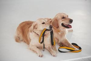 segura a coleira na boca. dois golden retrievers juntos no estúdio contra fundo branco foto