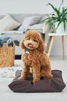 senta no travesseiro. cachorrinho poodle fofo está dentro de casa na moderna sala doméstica foto