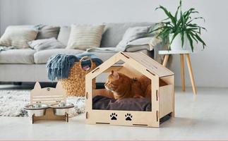 gato fofo está em cabine de estimação dentro de casa na moderna sala doméstica foto