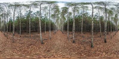 caminho de panorama hdri 360 completo sem costura através do beco de bétula entre a floresta de pinheiros de outono em projeção equiretangular, conteúdo vr foto