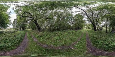 visão panorâmica hdri 360 esférica completa e sem costura no caminho de caminhada para pedestres e ciclistas entre os arbustos da floresta em projeção equiretangular, conteúdo de realidade virtual vr ar pronto foto