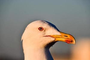 gaivota em marrocos foto