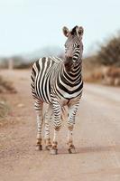 zebra africana, áfrica do sul foto