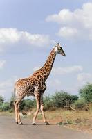 girafa, áfrica do sul foto