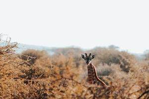 girafa, áfrica do sul foto