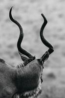 Kudu, África do Sul foto