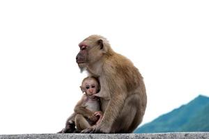 bebê macaco comendo o leite da mãe. foto