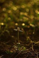 pequena flor de erva daninha na luz dourada da manhã foto