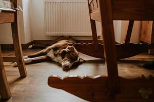 cão jovem - border collie dormindo deitado no chão de madeira e apoiando o berço de madeira em casa foto