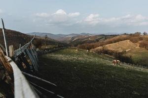 vista panorâmica das colinas na roménia com linha principal de cerca de madeira velha em torno de pasto verde com vacas durante o dia de primavera foto