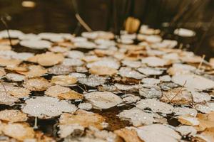 folhas amarelas caídas flutuantes com gotas de água na superfície da lagoa foto