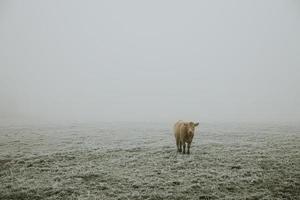 uma vaca marrom peluda solitária em pé no pasto coberto de gelo durante a manhã gelada e nebulosa no final do outono foto