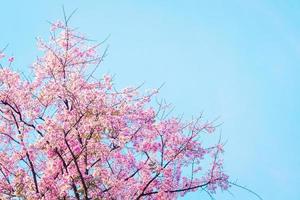 árvore de cerejeira rosa sobre fundo azul foto