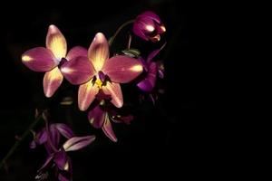 flores roxas de orquídea foto