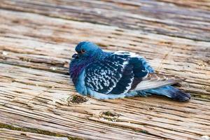 pombo sentado em um píer de madeira foto