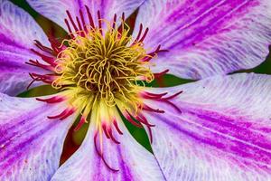 brilhante vívida bela clematis em flor foto
