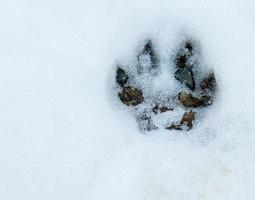 impressão de pata no chão da floresta de neve foto