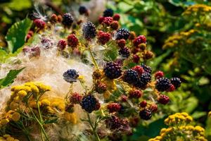 planta de amora-preta misturada com pequenas flores amarelas e penugem foto