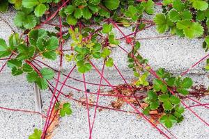 planta de videira vermelha rastejando sobre uma calçada de concreto foto