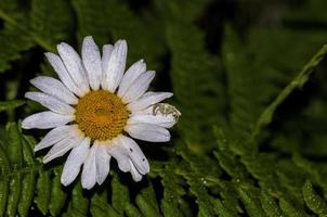 aranha de caranguejo branca delicada caçando em uma margarida foto