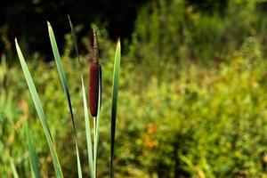 caudas de gato verde floresta crescendo com espaço para texto foto