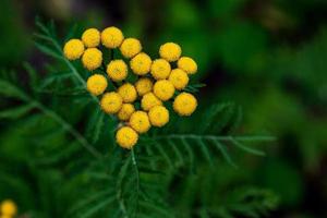 minúsculos botões de flores amarelas florescendo em folhas verdes foto