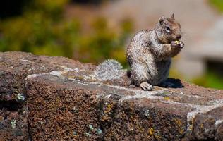 esquilo comendo uma noz em uma cerca de pedra foto