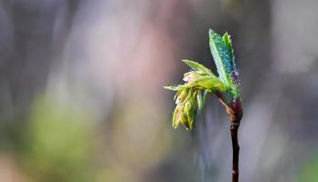 orvalho água coberta de mudas de primavera fresca broto de flor emergindo foto