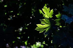 folhas verdes com luz do sol passando foto