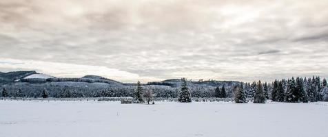 campo de paisagem de neve com uma linha de árvore foto