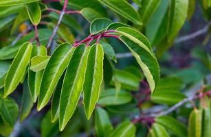 folhas verdes brilhantes recém-cultivadas com caules magenta foto