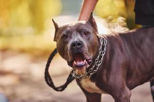 folhas amarelas no fundo. mulher em roupas casuais está com pit bull ao ar livre foto