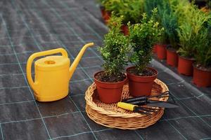 regador amarelo. plantas em vasos e ferramentas de trabalho no chão. concepção de jardinagem foto