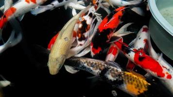 peixes koi coloridos nadando em um jardim aquático foto