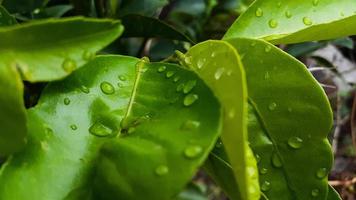 fundo padrão de folhas verdes, fundo natural e papel de parede foto