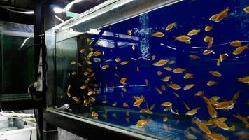 peixes amarelos nadando no aquário no fundo azul foto