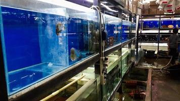 aquário de peixes em um fundo azul foto