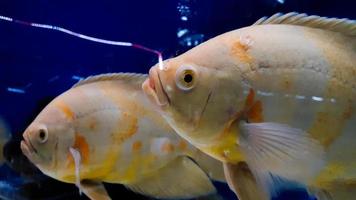 peixes de aquário. astronotus é um gênero de peixe da família ciclídeos. existem duas espécies neste gênero, ambas encontradas na américa do sul. foto