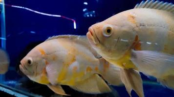 peixes de aquário. astronotus é um gênero de peixe da família ciclídeos. existem duas espécies neste gênero, ambas encontradas na américa do sul. foto