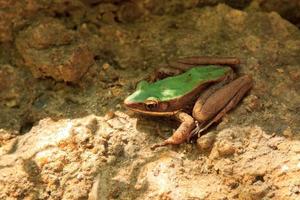 sapo verde pernas longas marrom esverdeado sentado em uma rocha de montanha em uma bela cachoeira. o solo fértil da floresta é o lar de anfíbios comedores de insetos encontrados nas altas montanhas. foto