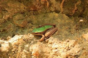 sapo verde pernas longas marrom esverdeado sentado em uma rocha de montanha em uma bela cachoeira. o solo fértil da floresta é o lar de anfíbios comedores de insetos encontrados nas altas montanhas. foto