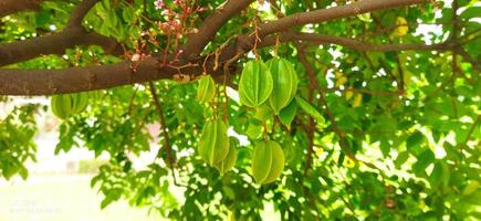 carambola ou fruta kamranga em uma árvore em bangladesh. uma boa fonte de potássio, cobre, folato e ácido pantotênico foto