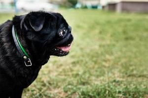 retrato de cachorro pug na grama, closeup foto