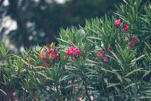 jepun ou nerium oleander também é conhecido como flor de manteiga ou oleander. foto