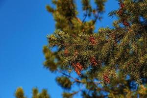 pinhas da árvore douglas. cone maduro em ramos de pseudotsuga menziesii. foto